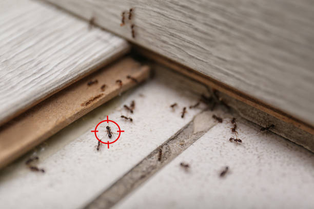 Flea Control Services in Mayflower, AR