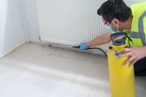 Wasp Removal Services in Mayflower, AR